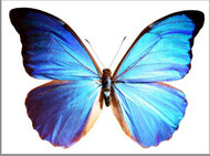 蓝色蝴蝶图片素材