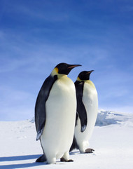 南极企鹅片素材