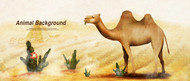 沙漠里的骆驼PSD素材