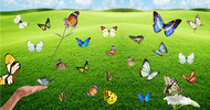 蝴蝶图片PSD素材
