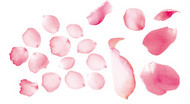粉色玫瑰花瓣PSD素材