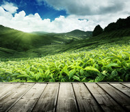 茶叶种植园PSD图片
