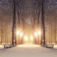 树林里的雪景PSD图片