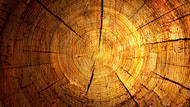 树木树桩年轮PSD图片