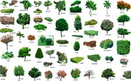 自然景观植物PSD图片