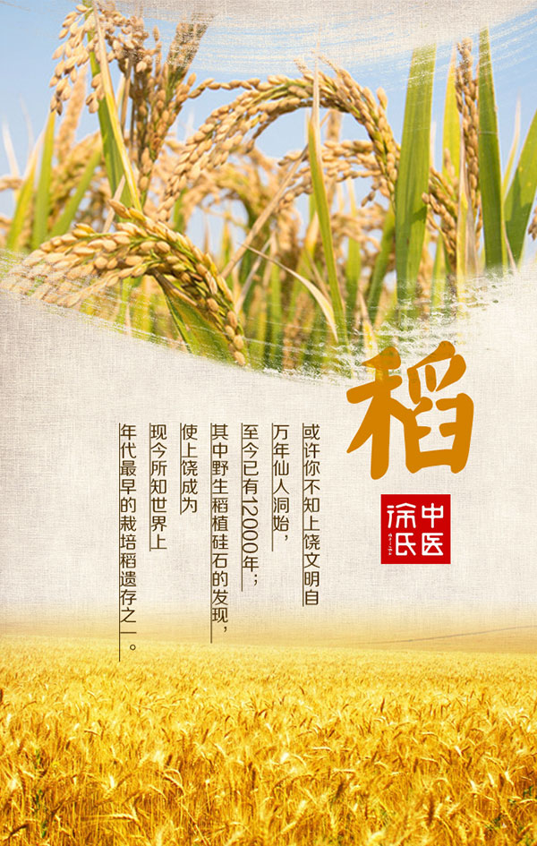 水稻宣传海报PSD图片