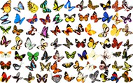 各种蝴蝶图片PSD图片