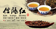 信阳红茶海报PSD图片
