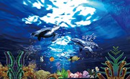 海底世界图片PSD图片
