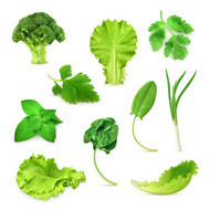 绿色蔬菜矢量图