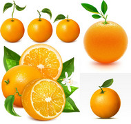 新鲜的橙子矢量图