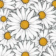 白色太阳菊背景矢量图
