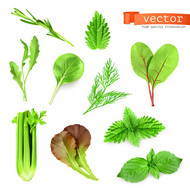 蔬菜叶子矢量图