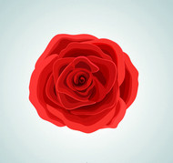 红色玫瑰花朵矢量图片