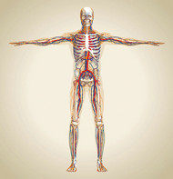 人体骨骼血管示意矢量图片
