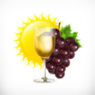 葡萄与葡萄酒矢量图片