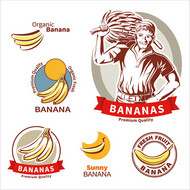优质香蕉标签矢量图片
