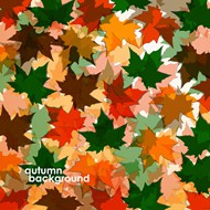 彩色秋叶背景矢量图片