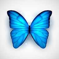 蓝色蝴蝶矢量图片