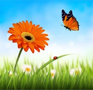 橙色非洲菊和蝴蝶矢量图片