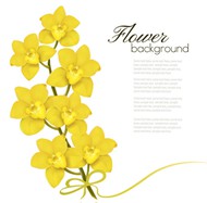 黄色蝴蝶兰花矢量图片