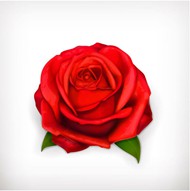 红色玫瑰花矢量图片