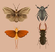 创意昆虫设计矢量图片