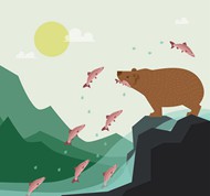 捕食鲑鱼的棕熊矢量图片
