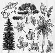 手绘植物和树叶矢量图片