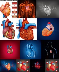 人体心脏器官矢量图片