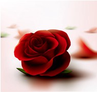 质感红玫瑰花矢量图片