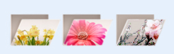 花朵文件夹图标