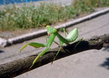 绿色螳螂图片下载