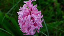 粉色风信子花朵高清图片