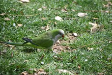 草地上绿色小鹦鹉图片下载