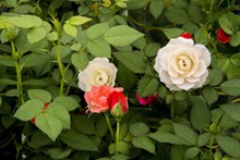 花园开放玫瑰花图片素材