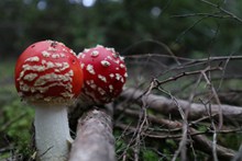 红色毒蘑菇苞高清图