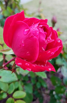漂亮火红玫瑰花图片下载
