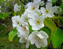 白色梨花摄影精美图片