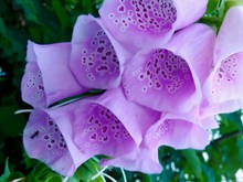 紫色毛地黄花朵微距图片素材