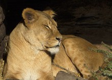 野生狮子熟睡高清图片