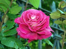花园玫瑰花朵摄影图片下载