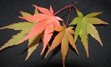 秋天枫叶素材精美图片