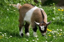 草地上可爱小山羊高清图
