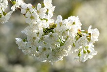 春天白色樱花开放图片下载