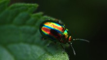 彩色甲虫图片下载