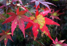 秋天红色枫树叶高清图片
