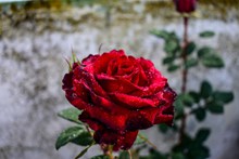 鲜艳红玫瑰精美图片