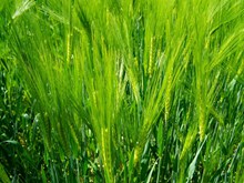 绿色小麦背景图片下载