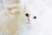 可爱白色猫咪图片素材